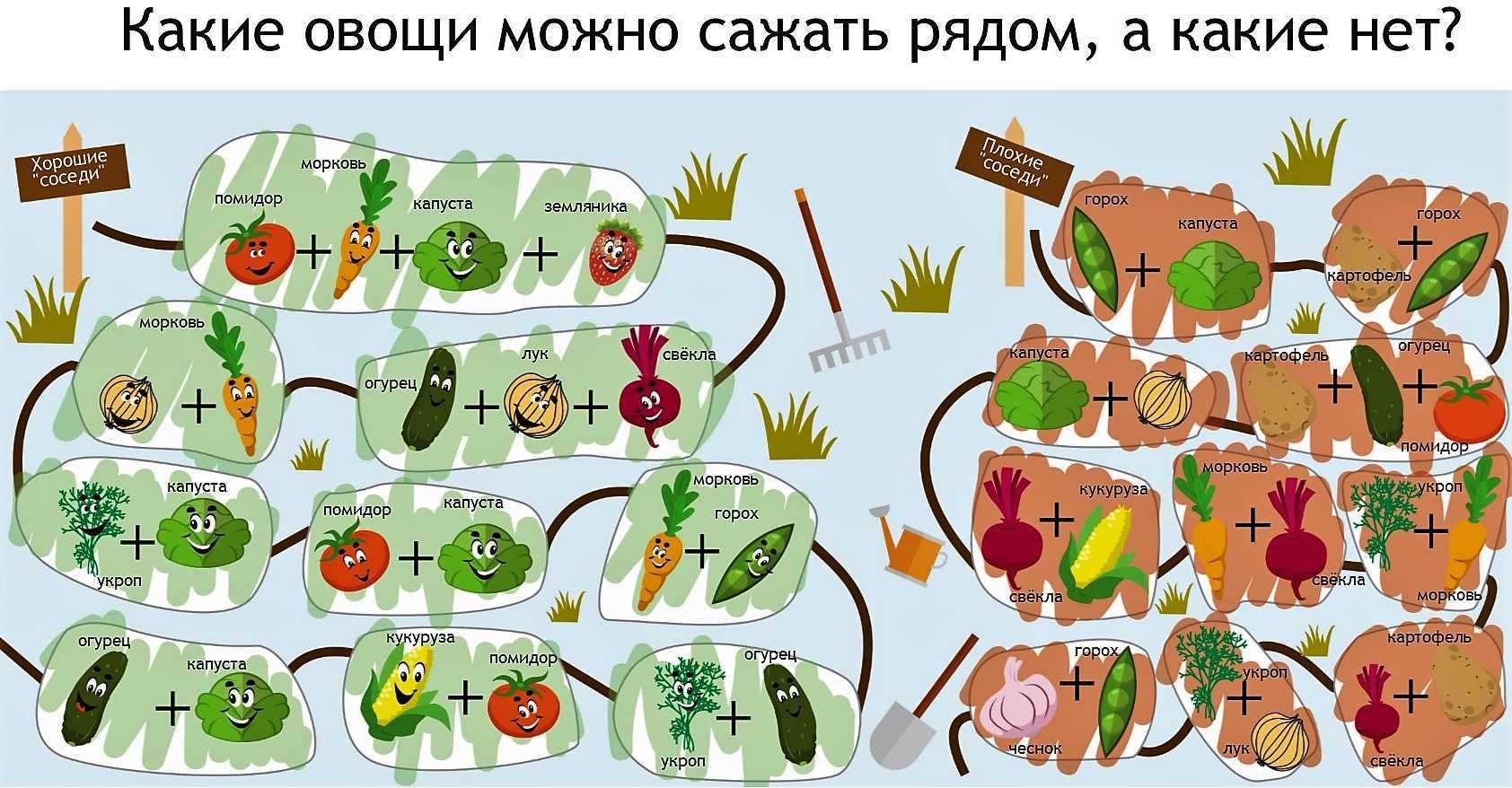 Посадка тыквы и кабачков в открытый грунт и уход за ними в 2023 году на гудгрунт
