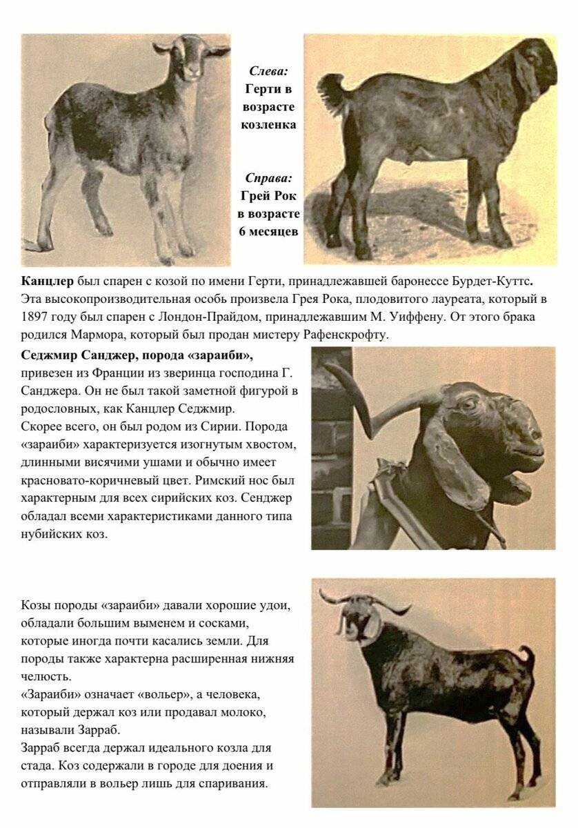 Молоко нубийских коз польза