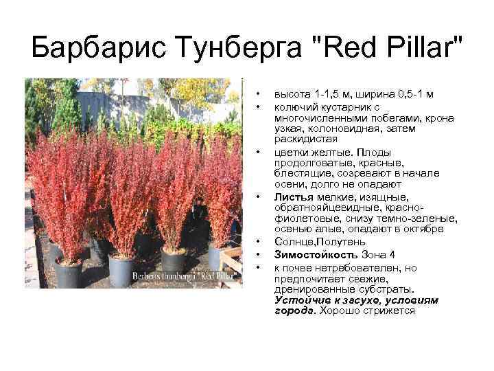 Агротехника выращивания барбариса тунберга коронита в открытом грунте: как ухаживать