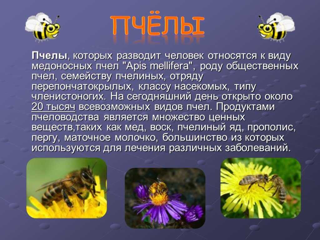 Породы пчёл