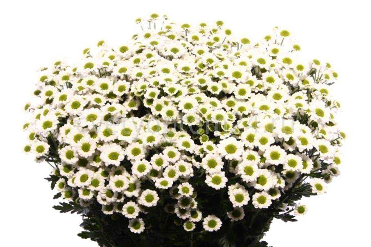 Кустовые хризантемы: фото, сорта, названия