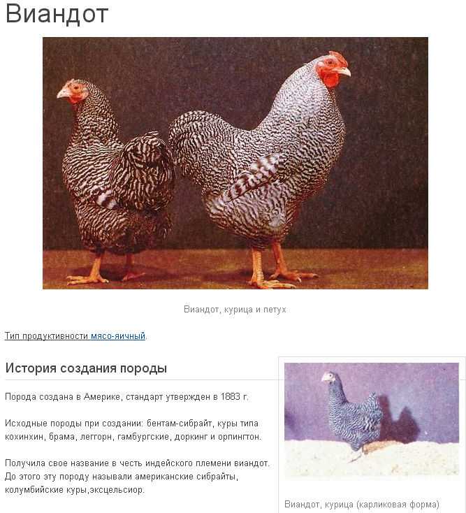 Описание породы мини-мясных кур: белые, красные и палевые, откорм куриц