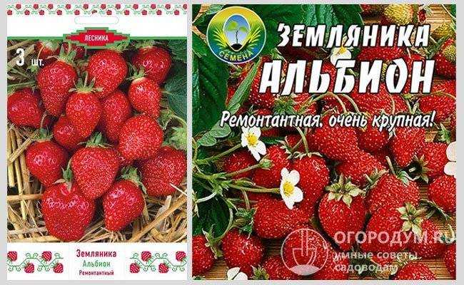 Клубника «альбион»: описание сорта, фото, отзывы, урожайность