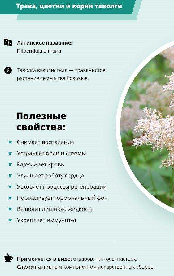 Лабазник: виды, лечебные свойства, способы применения, противопоказания, рецепты