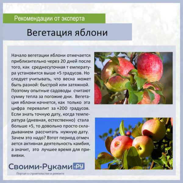 Вегетация растений: что это такое, когда наступает и сколько длится этот период