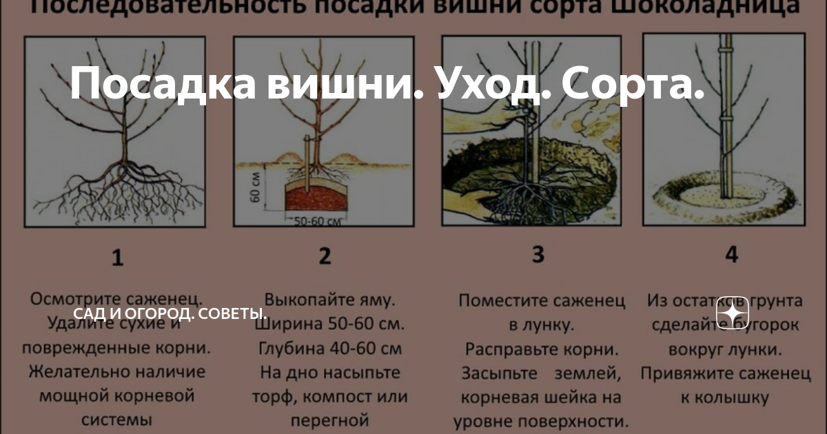 Колоновидная вишня: описание сортов, правила посадки и ухода, обрезка, размножение