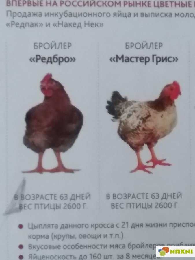 Куры редбро: описание породы, характеристики