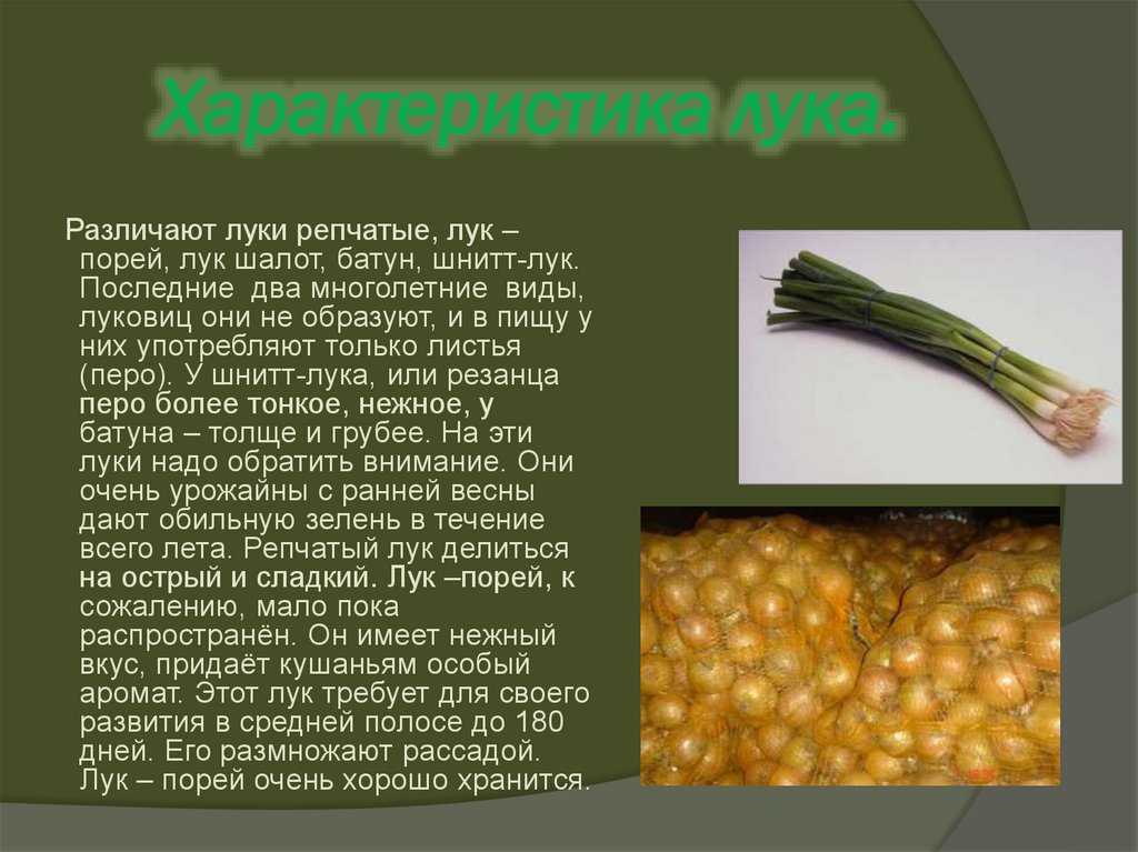 Лук-шнитт: выращивание и уход, фото, описание