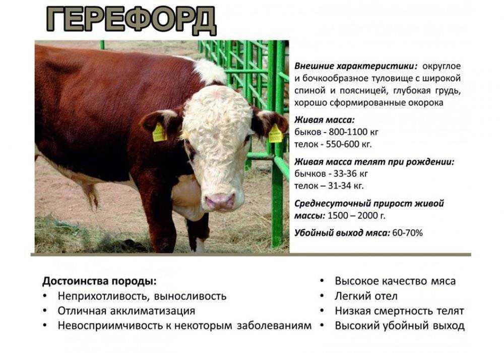 Коровы породы герефорд, их характеристика и описание, фото