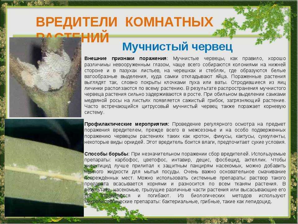 Пенница слюнявая | справочник по защите растений — агроxxi