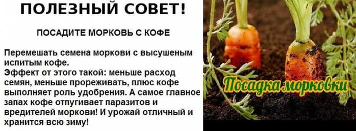 Когда и как сажать морковь в 2023 году в открытый грунт семенами