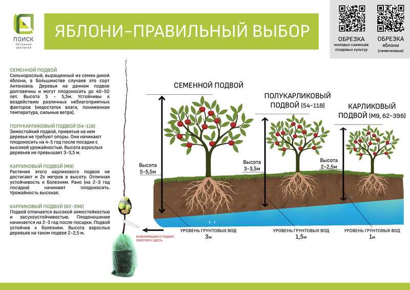 Как вырастить грушу из семечка в домашних условиях