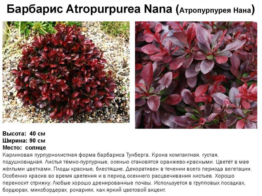 Барбарис: описание, виды и сорта, посадка в открытом грунте, уход, особенности для разных климатических условий включая сибирь (65 фото & видео) +отзывы