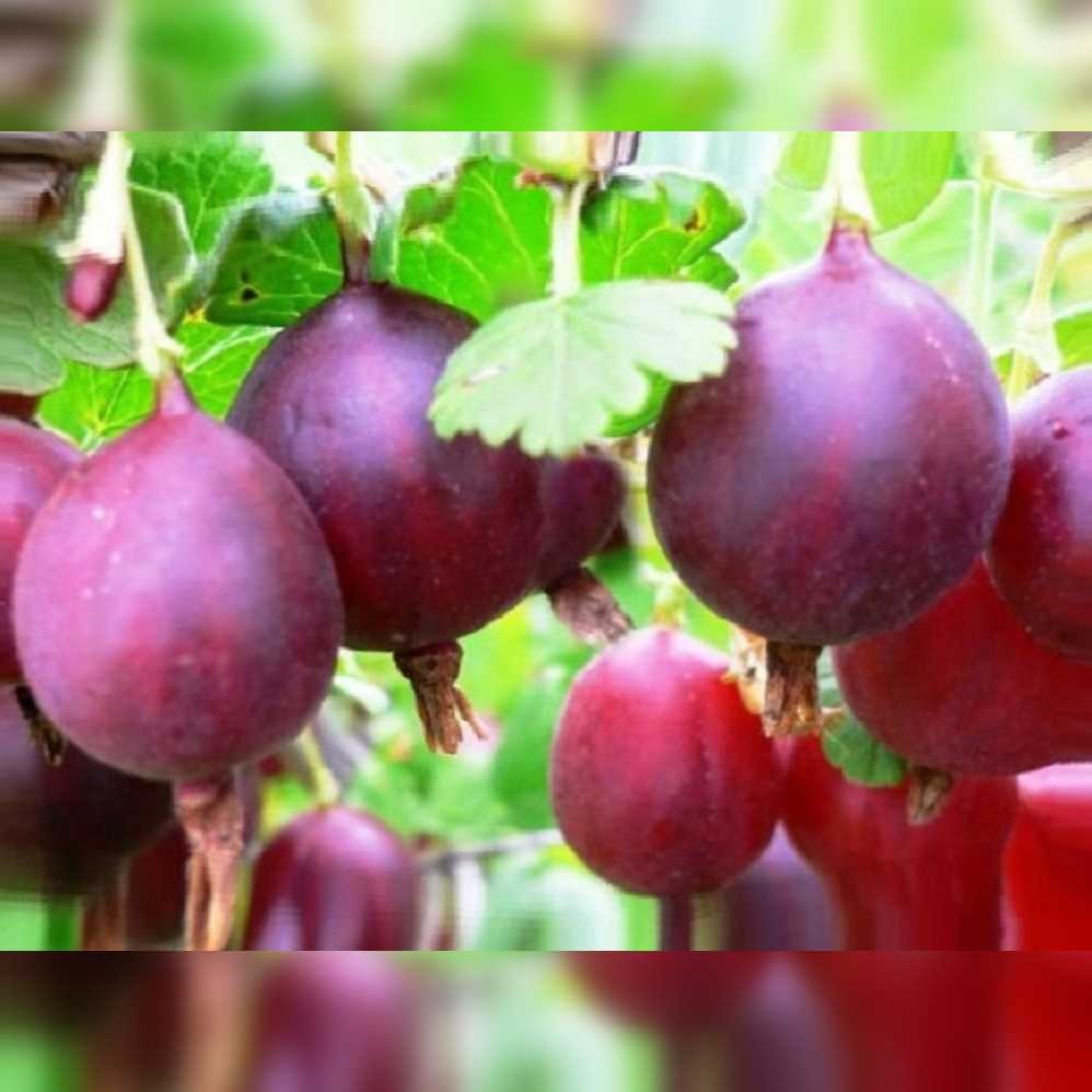 ᐉ сорт крыжовника колобок - характеристики, посадка и уход, видео