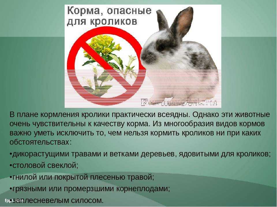 Хлеб в рационе кроликов: нормы, правила кормления, меры предосторожности