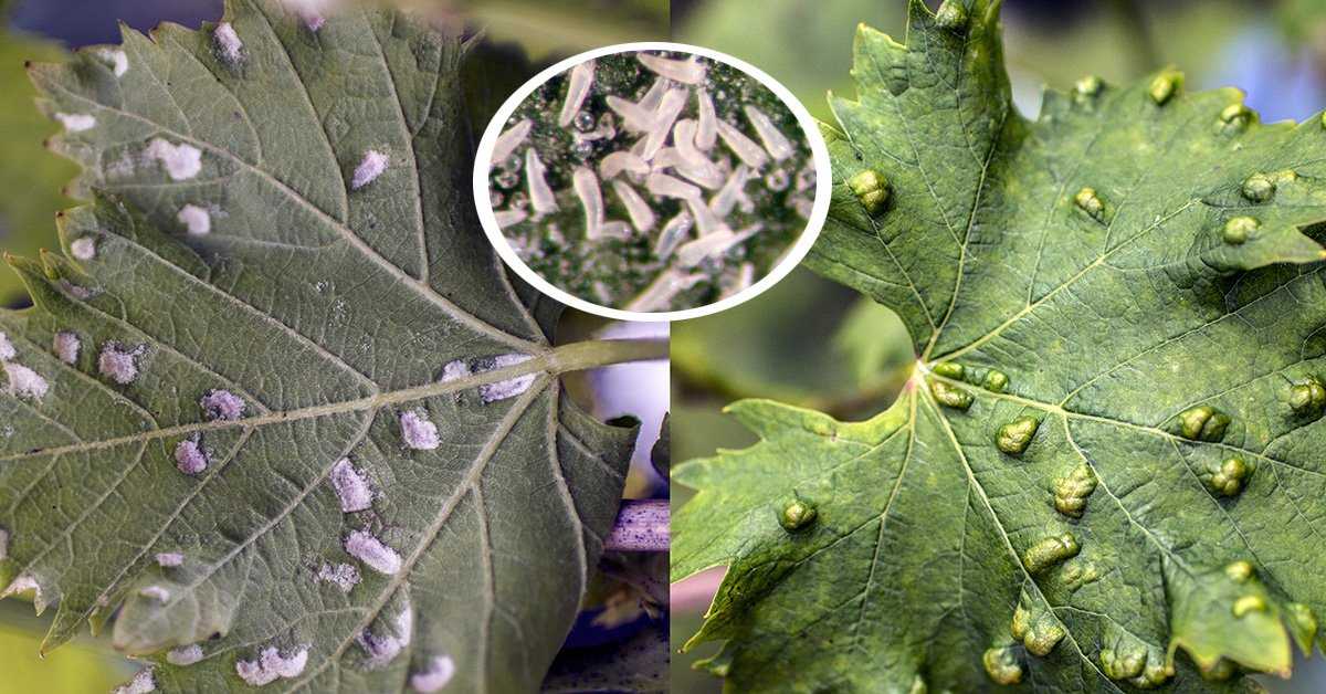 ✅ паутинный клещ на винограде: как бороться, препараты и народные средства