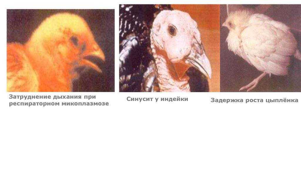 Респираторный микоплазмоз у кур бройлеров симптомы и лечение