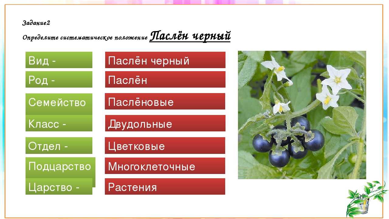 Капуста кольраби — полезные свойства и противопоказания, как приготовить