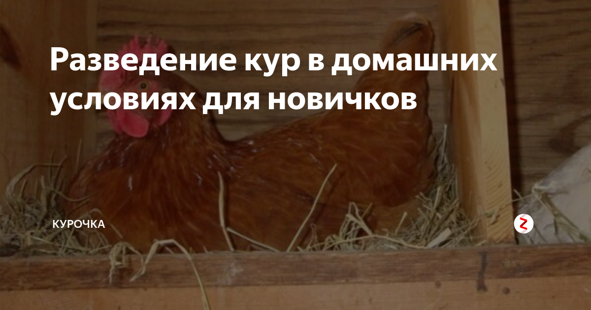 Разведение кур в домашних условиях - технология бизнеса