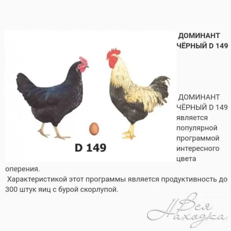 Описание породы кур доминант: виды, характеристики, рацион питания, содержание