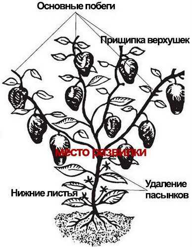 Как выращивать и ухаживать за баклажанами в теплице