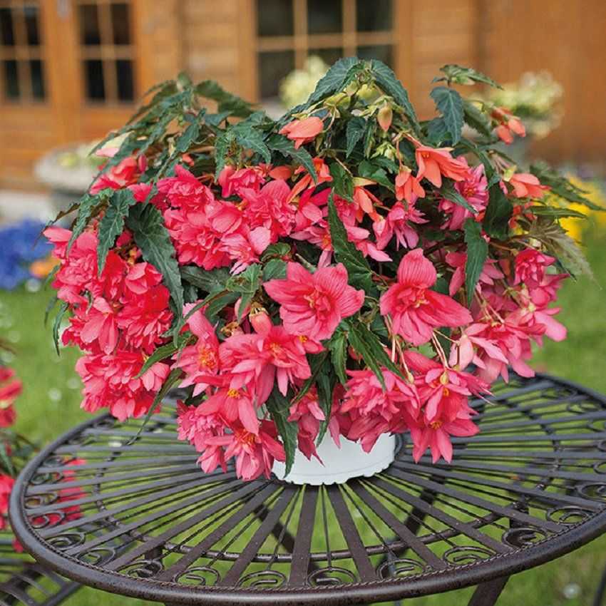 40 outstanding begonia types & varieties to grow in shade & indoors