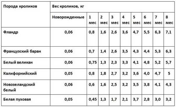 Чем кормить кроликов для быстрого роста и веса: летом, зимой, рацион, в домашних условиях