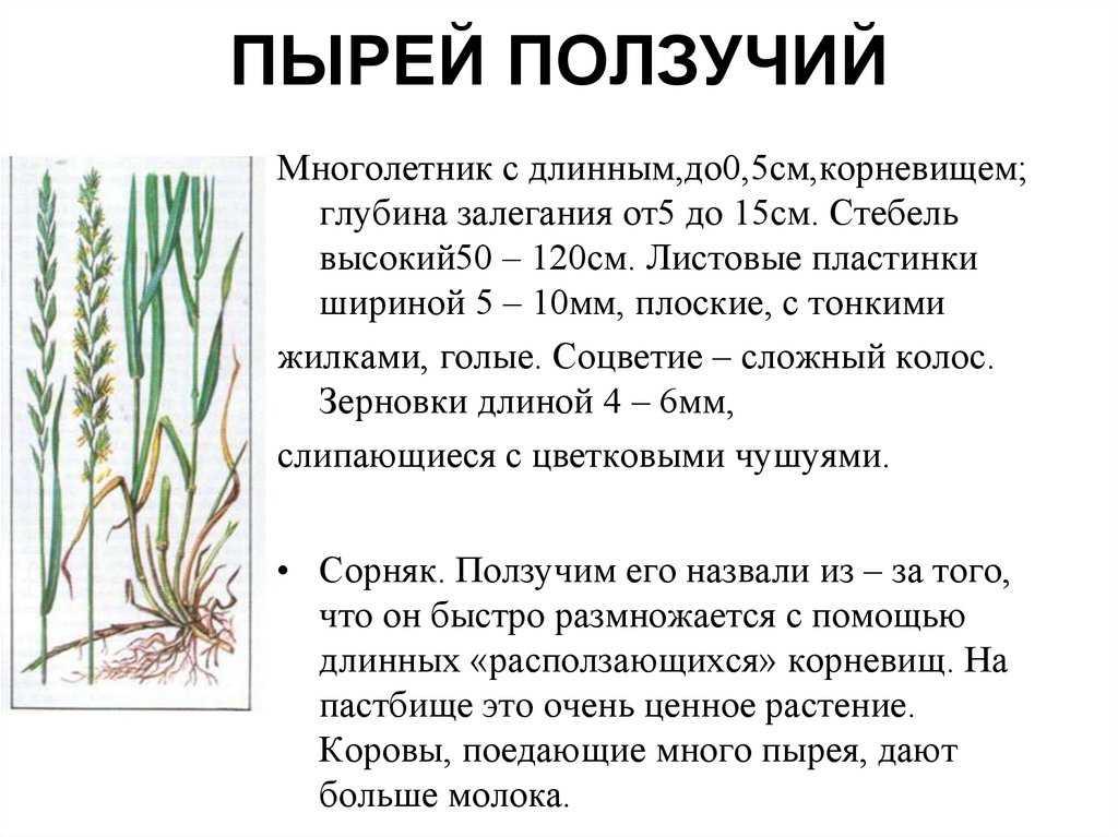 Пырей: лечебные свойства и противопоказания, применение корневища в народной медицине