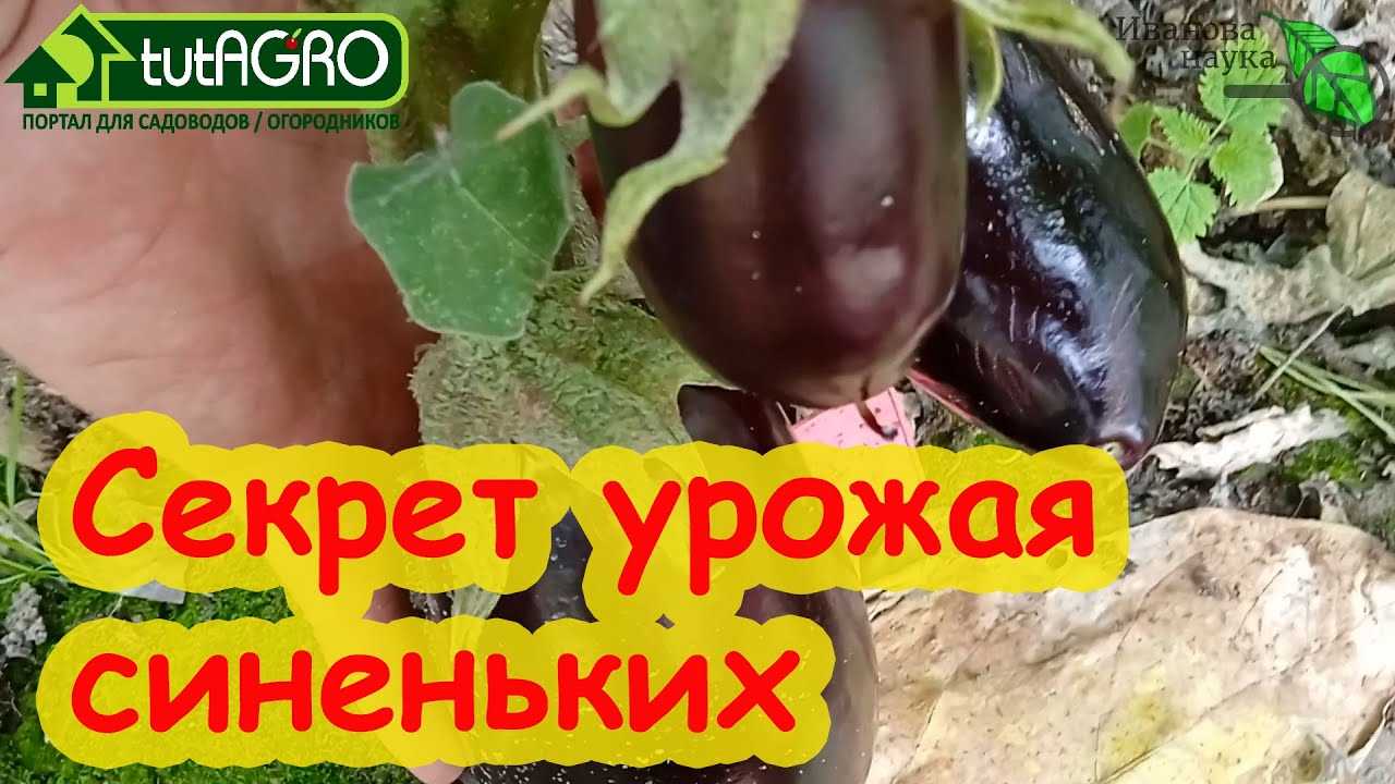 Пятна на газоне: что делать, чтобы ваш газон был идеально зеленым и здоровым - статьи и советы на furnishhome.ru