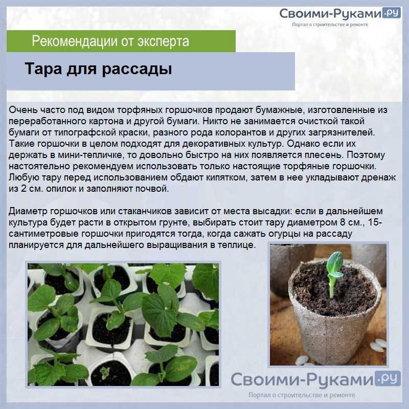 Как правильнее всего выращивать рассаду в торфяных таблетках