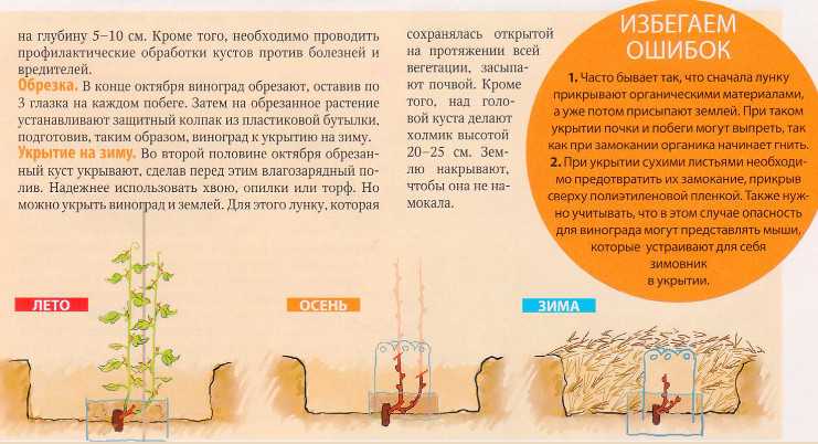 Виноград байконур - мир винограда - сайт для виноградарей и виноделов