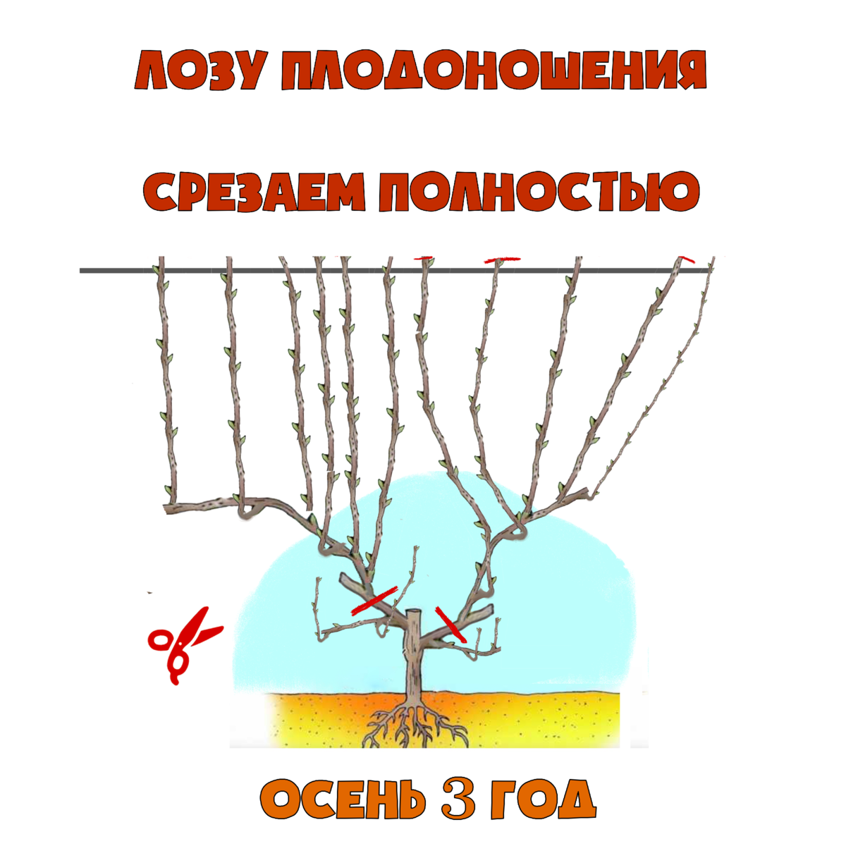Обрезка винограда осенью: как правильно обрезать, схемы
