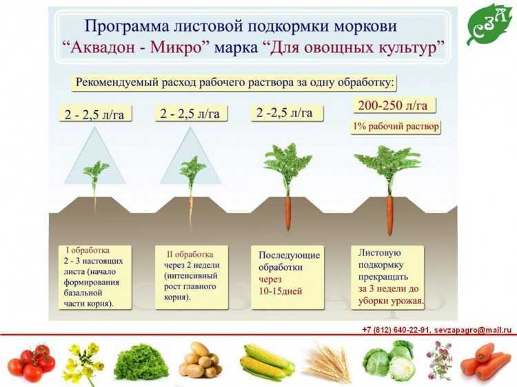 Картофель: как вырастить хороший урожай