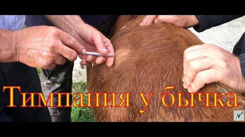 Вздутие живота у быка — как помочь животному?