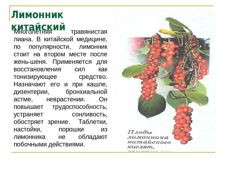 Выращивание лимонника китайского