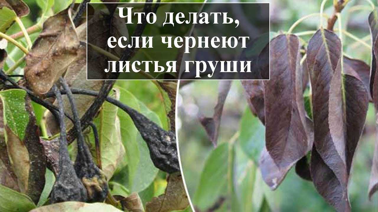 6 причин пожелтения листьев на груше