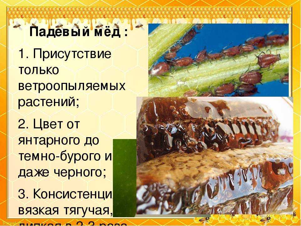 Секрет тёмного мёда, или как мои пчелы медвяную росу собирают