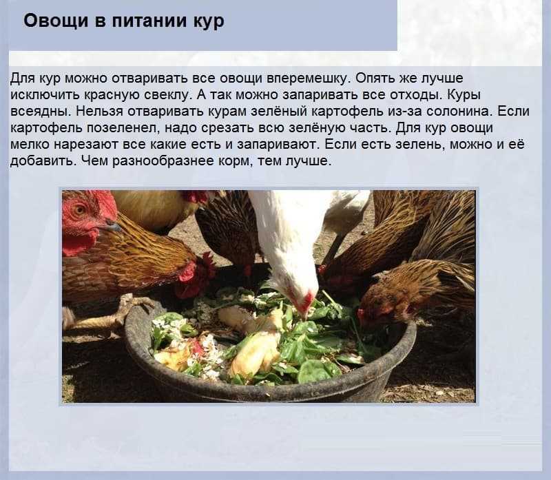 Кормление кур