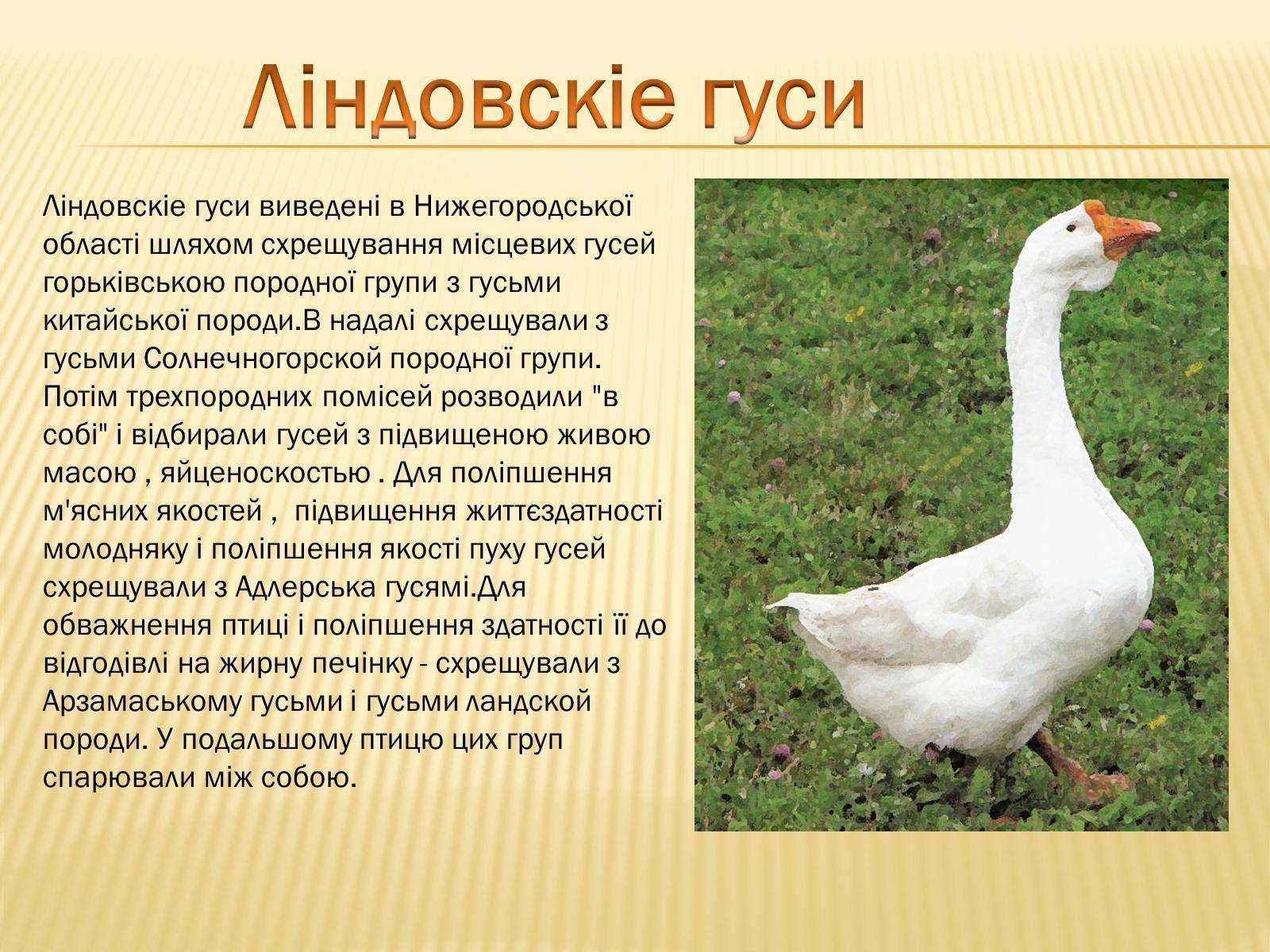 Все о губернаторской породе гусей: описание, характеристики, как выращивать