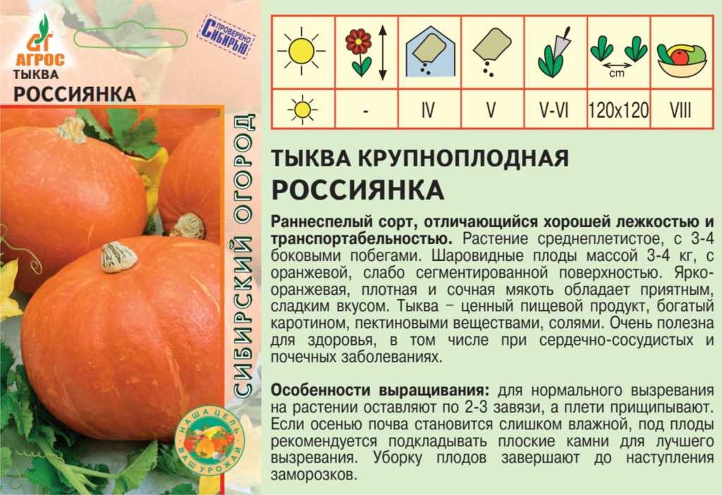 Тыква россиянка: описание сорта, фото, отзывы