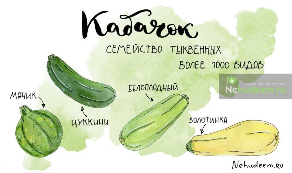 Кабачки: польза и вред здоровью, лечебные свойства, калорийность