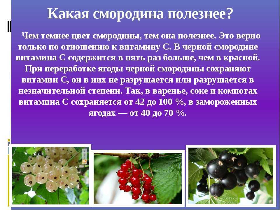 Белая смородина: польза и вред для здоровья, уход и выращивание