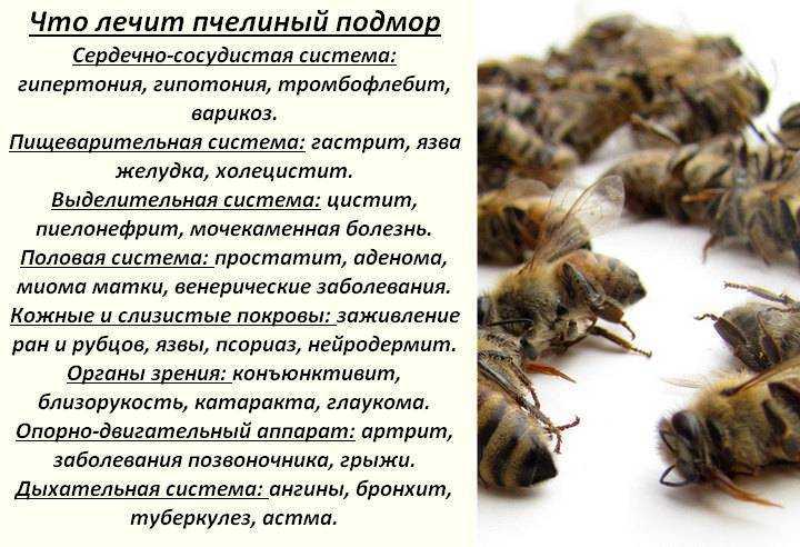 Нозематоз у пчел: как распознать и как лечить