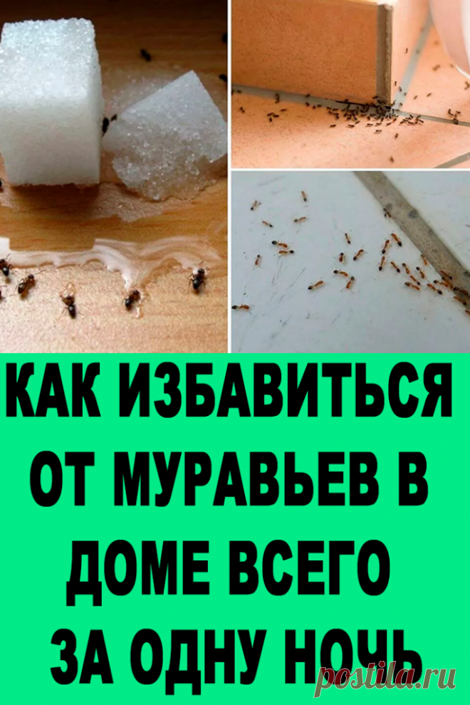 Муравьи на кухне: как избавиться, эффективные методы борьбы