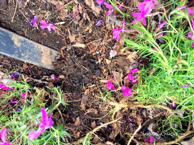 Как распознать болезни флоксов: фотографии и лечение