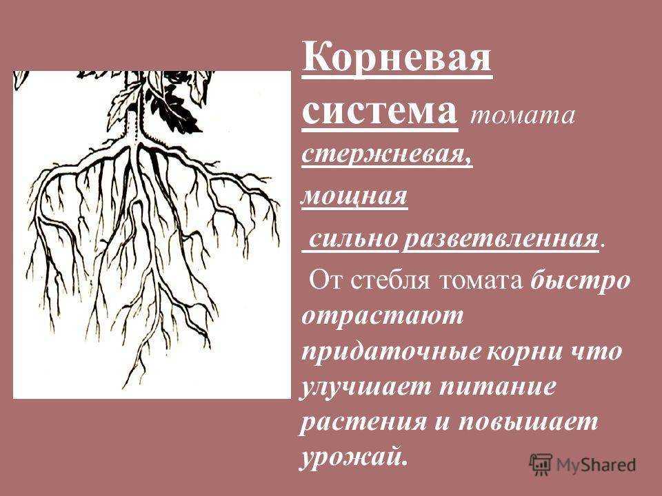 ✅ все о корневой системе помидор: длина, глубина залегания, все особенности