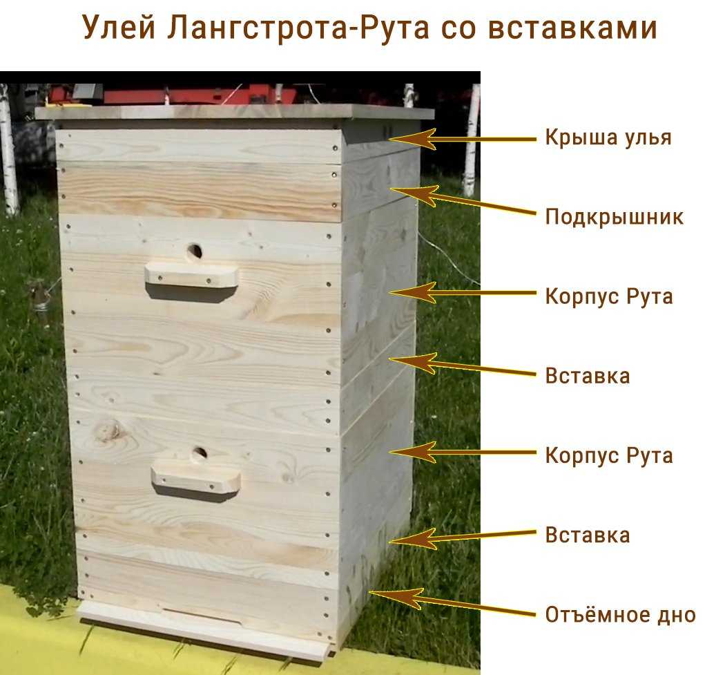 Дикие пчелы: особенности и характеристика, где живут, фото