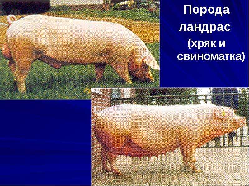 Порода свиней ландрас: характеристика и описание породы, нюансы и проблемы выращивания поросят, кормление и уход, видео и сколько стоит поросенок? | сортовед