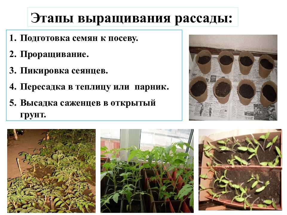 Посадка петрушки в 2023 году: сроки, выращивание и уход