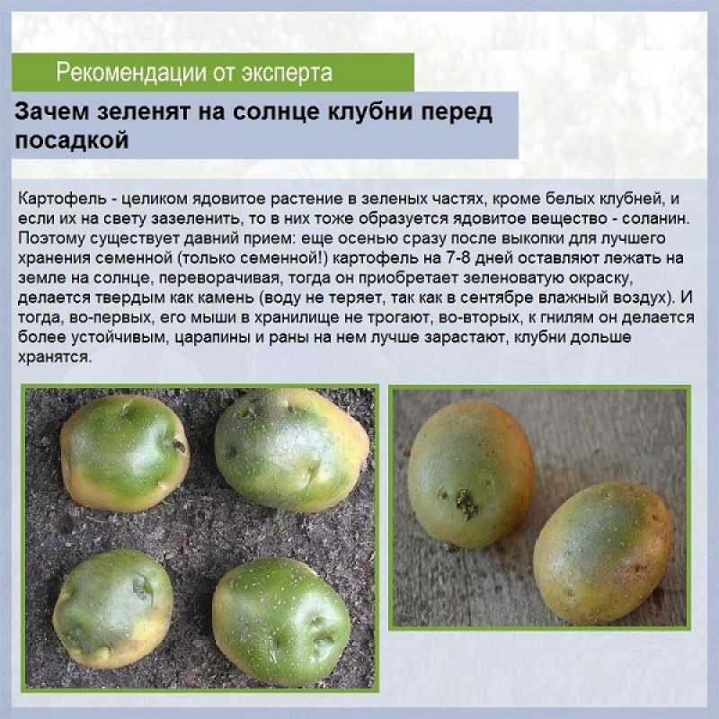 Обработка картофеля перед посадкой весной: проращивание, замачивание, прогревание и т. д.